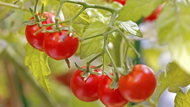 Plantas comestibles que puedes sembrar en tu propia casa