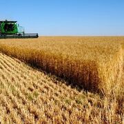 Rusia avisa que no exportará cereales en detrimento de su propio mercado
