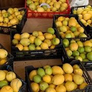 La Flor de Limón lanzará este verano su primera cosecha del famoso limón de Novales