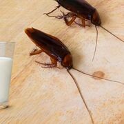 La leche de cucaracha cuadruplica en nutrientes a la leche de vaca, según estudio